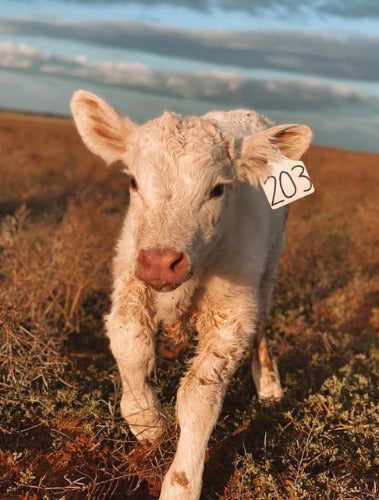 Charolais calf on the farm